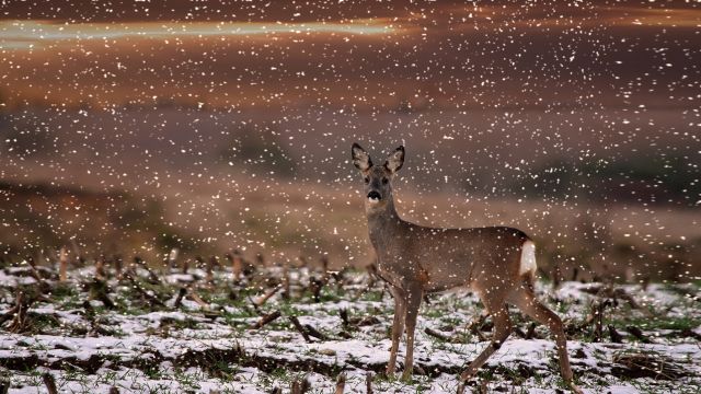 Beautiful Christmas Snowflakes - by Dreamnote Music